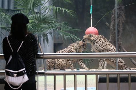 武漢哪個動物園好玩？武漢動物園裏哪些動物最吸引人？